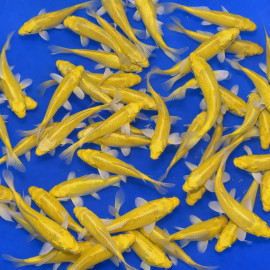 Yamabuki Ogon Tosai 13-16cm — Yamasan Koi Farm Kawaguchi Nagaoka Japon — achat koi japonais