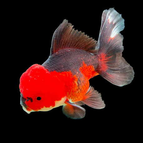Tête de Lion Ranchu bicolore rouge noir grade AAA 10-12 cm —  sélection directe éleveur Asie — achat poisson rouge qualité show