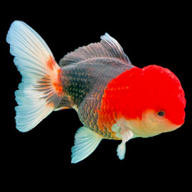 Tête de Lion wen rouge massif corps olive grade AAA 12 cm —  sélection directe éleveur — achat poisson rouge qualité show