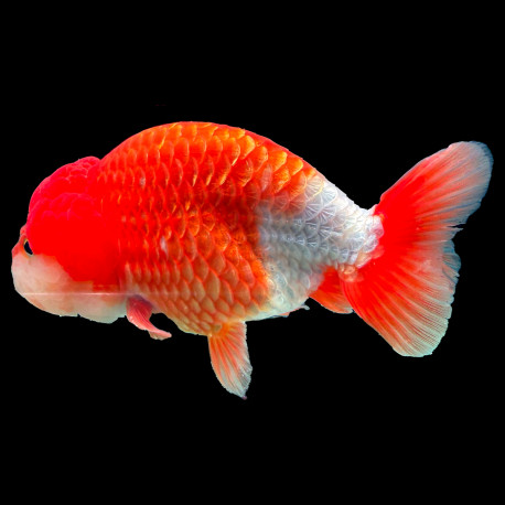 Ranchu bicolore rouge blanc wen rouge grade AAA 12-13 cm —  sélection directe éleveur — achat Ranchu qualité show
