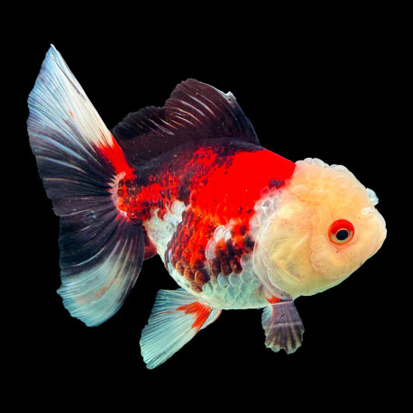 Tête de Lion Tricolore wen crème nacré nageoires noires XL grade AAA  11-12 cm —  achat poisson rouge qualité show