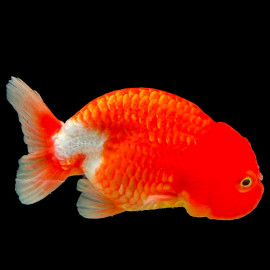 Maître éleveur spécialisé Ranchu grade AAA —  ferme aquacole Asie du Sud-Est