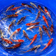 Hirenaga Longfin Mix Tosai 14-17cm — Suda Fish Farm Ojiya Niigata Japon — achat koi voilé japonais