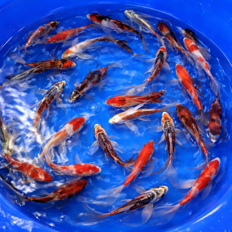 Hirenaga Longfin Mix Tosai 14-17cm — Suda Fish Farm Ojiya Niigata Japon — achat koi voilé japonais