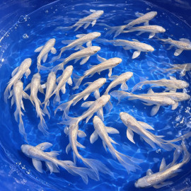 Hirenaga Platinum Tosai 11-14cm — Yamasan Koi Farm Kawaguchi Niigata Japon — achat koi voilé platine japonais