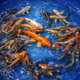 Metallic Mix Tosai 12-15cm — Yamasan Koi Farm Kawaguchi Nagaoka Japon — achat koi japonais