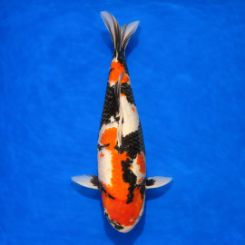 Showa Sanshoku Nanasai 60cm — Shinoda Koi Farm Ojiya Niigata Japon — achat koi japonais