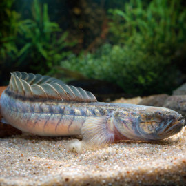 Gobioides broussonnetii Gobie Dragon violet anguille estuaire aquarium eau saumâtre