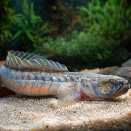 Gobioides broussonnetii Gobie Dragon violet anguille estuaire aquarium eau saumâtre