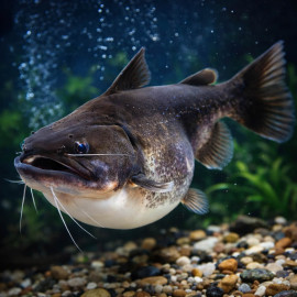 Asterophysus batrachus Poisson-chat Ogre Gulper Catfish sauvage Rio Negro Colombie aquarium