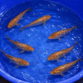 Karashigoï Tosai 13-16cm sélection manuelle — Yamasan Koi Farm Kawaguchi Niigata Japon — achat koi kawarimono japonais