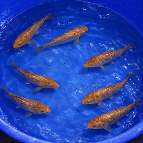 Karashigoï Tosai 13-16cm sélection manuelle — Yamasan Koi Farm Kawaguchi Niigata Japon — achat koi kawarimono japonais