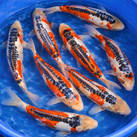 Shusui Nisai 38-42cm sélection Hi intense — Marusei Koi Farm Kawaguchi Nagaoka Niigata Japon — achat shusui koi japonais