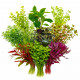 Lot de 10 plantes d'aquarium en bouquet - assortiment de boutures fraiches pour aquarium