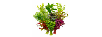 Lot de 10 plantes d'aquarium en bouquet - assortiment de boutures fraiches pour aquarium