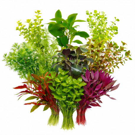 Lot de 10 plantes d'aquarium en bouquet - assortiment de boutures fraiches pour aquarium