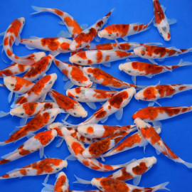 Goromo Tosai 15-18 cm — Sakazume Koi Farm Ojiya Niigata Japon — achat koi japonais