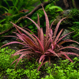 Cryptocoryne Balansae Pink  - Plante d'aquarium colorée