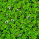 Azolla caroliniana Premium - Plante flottante aquarium et bassin