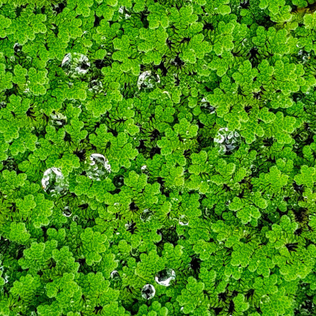 Azolla caroliniana Premium - Plante flottante aquarium et bassin