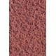 Azolla caroliniana coloration rouge sous forte lumiere
