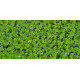 Tapis flottant Azolla caroliniana en aquarium plante