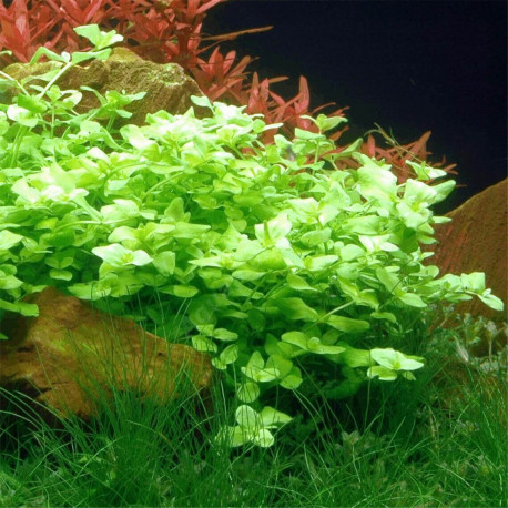 Bacopa australis Premium - Plante d'aquarium facile en pot Aquaplante