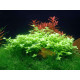 Bacopa australis plantée en milieu plan d'aquarium aquascape