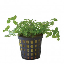 Bacopa australis - Plante de milieu plan pour aquarium plante