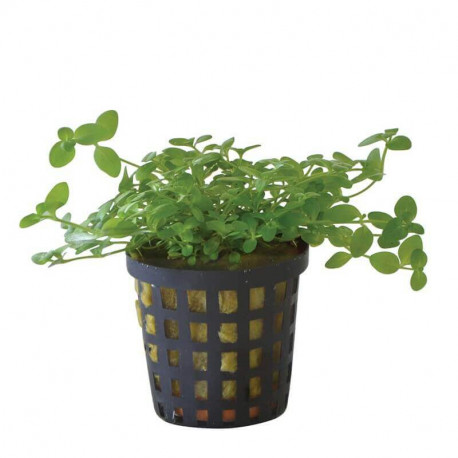 Bacopa australis - Plante de milieu plan pour aquarium plante