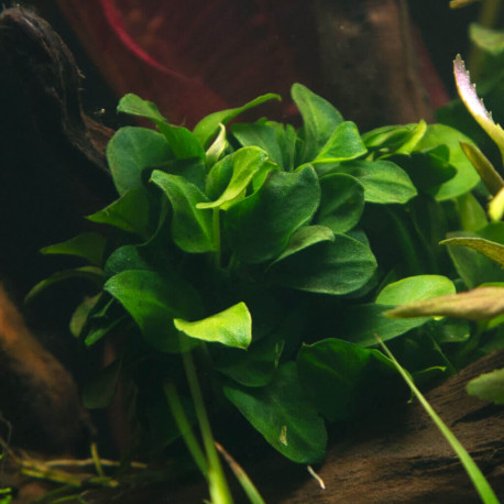 Anubias Nana Petite Premium - Plante d'aquarium facile Aquaplante