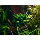 Anubias nana Petite fixée sur racine d'aquascaping