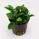 Anubias barteri var. nana Petite - Plante d'aquarium epiphyte miniature