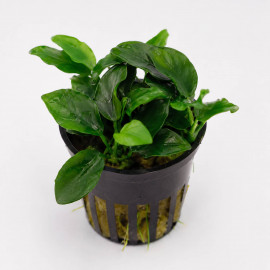 Anubias barteri var. nana Petite - Plante d'aquarium epiphyte miniature
