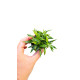 Anubia Dragon claw - Plante d'aquarium facile