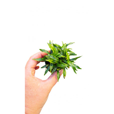 Anubia Dragon claw - Plante d'aquarium facile