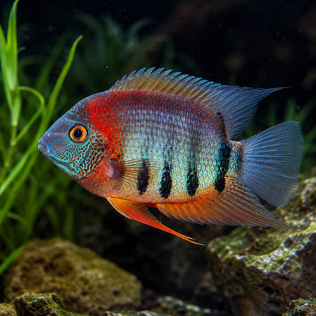 Heros Rotkeil - cichlidé sud américain à collier rouge - Aquaplante