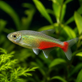 Aphyocharax rathbuni en banc - tétra communautaire pour aquarium planté