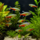 Banc d'Aphyocharax rathbuni en aquarium planté biotope amazonien