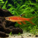 Copella arnoldi - Characin arroseur, le tétra qui pond hors de l'eau