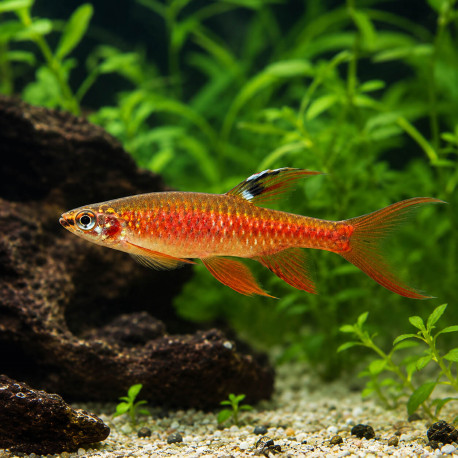 Copella arnoldi - Characin arroseur, le tétra qui pond hors de l'eau