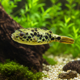 Tetraodon schoutedeni - Poisson-globe léopard du Congo