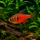 Hyphessobrycon flammeus - Tetra de Rio (Von Rio) rouge feu du Brésil