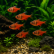 Tetra de Rio en banc dans un aquarium communautaire planté