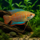 Trichogaster (Colisa) fasciata Couple - gourami labyrinthe paisible - Aquaplante
