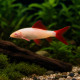 Labéo albinos (Epalzeorhynchos frenatus) - requin albinos d'aquarium chez Aquaplante