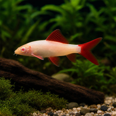 Labéo albinos (Epalzeorhynchos frenatus) - requin albinos d'aquarium chez Aquaplante