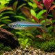 Danio (Devario) aequipinnatus - le plus grand des Danios - Aquaplante