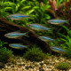 Danio aequipinnatus en banc - poisson de banc dynamique pour aquarium spacieux