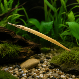 Microphis brachyurus (syngnathe à queue courte) - hippocampe d'eau douce chez Aquaplante